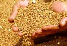 Azərbaycanda hər il 1,5 milyon ton buğda “yoxa çıxır”?