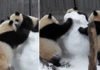 Pandalar qar adamını parçaladılar- video