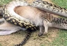 İnəyin yanına getdi, həyatının şokunu yaşadı… video